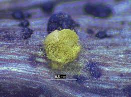 Attēlu rezultāti vaicājumam “Gulielmina vermicularis macro”