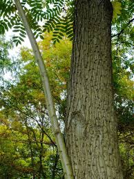 Attēlu rezultāti vaicājumam “Juglans mandshurica”