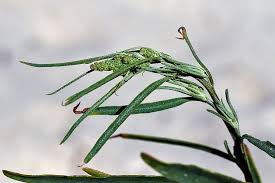 Attēlu rezultāti vaicājumam “Atriplex littoralis leaf”