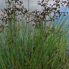 Attēlu rezultāti vaicājumam “Juncus articulatus”