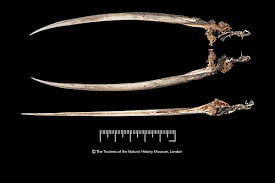 Image result for Callorhinchus capensis