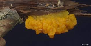 Attēlu rezultāti vaicājumam “Tremella mesenterica”