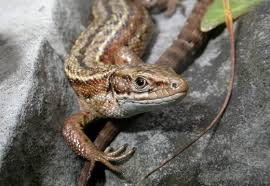 Attēlu rezultāti vaicājumam “Lacerta vivipara”