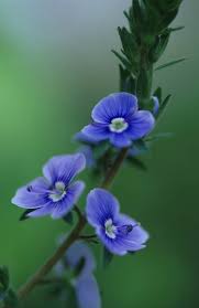 Attēlu rezultāti vaicājumam “Veronica chamaedrys”