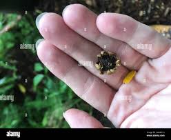 Attēlu rezultāti vaicājumam “Geastrum minimum”