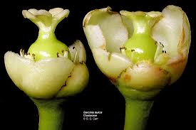 Attēlu rezultāti vaicājumam “Clusiaceae”