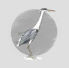 Attēlu rezultāti vaicājumam “Ardea cinerea”