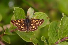 Attēlu rezultāti vaicājumam “Carterocephalus palaemon upperside”
