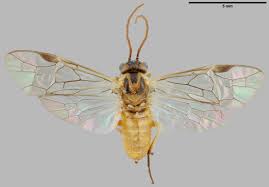 Attēlu rezultāti vaicājumam “Euura acutifoliae”