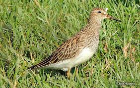 Attēlu rezultāti vaicājumam “Calidris maritima adult”