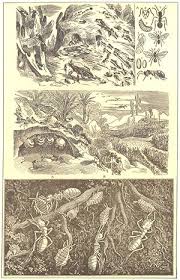 Attēlu rezultāti vaicājumam “Formica rufa pupa”