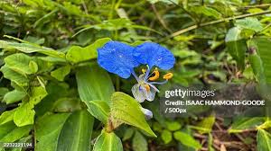 Attēlu rezultāti vaicājumam “Commelina coelestis flower”