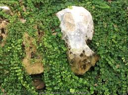 Image result for Lysimachia nummularia