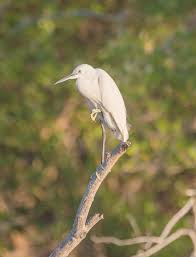 Image result for Egretta garzetta