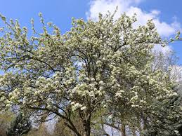 Attēlu rezultāti vaicājumam “Pyrus”