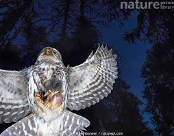 Attēlu rezultāti vaicājumam “Glaucidium passerinum”