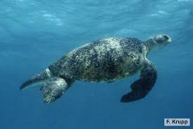 Image result for Chelonia mydas