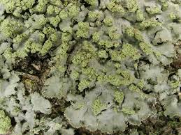 Attēlu rezultāti vaicājumam “Physconia enteroxantha”