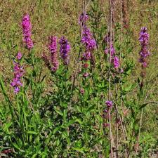 Attēlu rezultāti vaicājumam “Lythrum salicaria leaf”