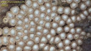 Attēlu rezultāti vaicājumam “Merismodes anomala”