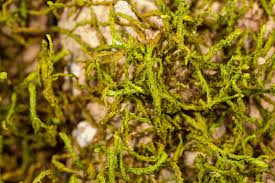 Attēlu rezultāti vaicājumam “Anomodon attenuatus sporophyte”