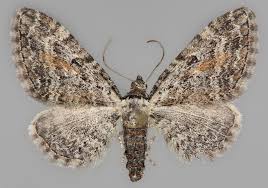 Attēlu rezultāti vaicājumam “Eupithecia icterata female”