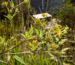 Attēlu rezultāti vaicājumam “Bidens frondosa flower”