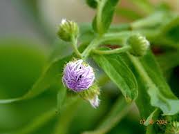 Attēlu rezultāti vaicājumam “Erigeron acris flower”