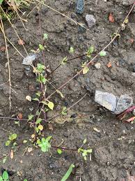 Attēlu rezultāti vaicājumam “Arenaria procera leaf”