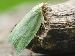 Attēlu rezultāti vaicājumam “Semioscopis avellanella imago”