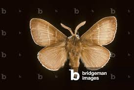 Attēlu rezultāti vaicājumam “Macrothylacia rubi”