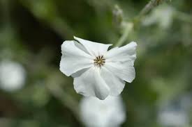 Image result for Lychnis coronaria alba
