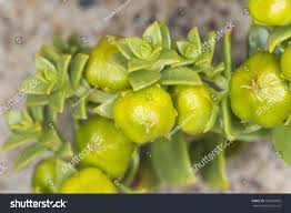 Attēlu rezultāti vaicājumam “Honckenya peploides bud”