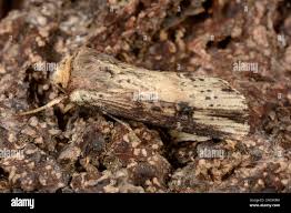 Attēlu rezultāti vaicājumam “Axylia putris”