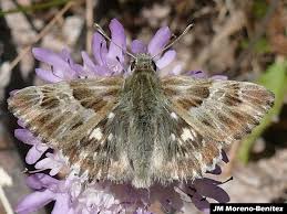 Attēlu rezultāti vaicājumam “Carcharodus floccifera upperside”