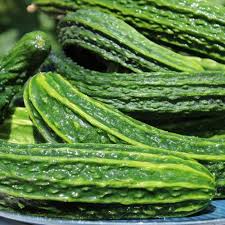 Image result for Gurke