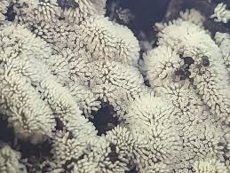 Attēlu rezultāti vaicājumam “Ceratiomyxa morchella young”