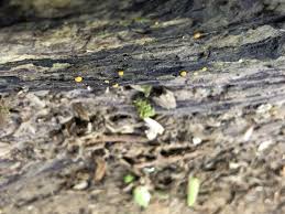 Attēlu rezultāti vaicājumam “Bactridium flavum”