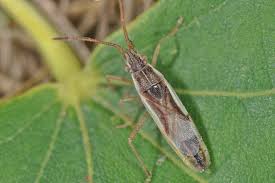 Attēlu rezultāti vaicājumam “Myrmus miriformis”