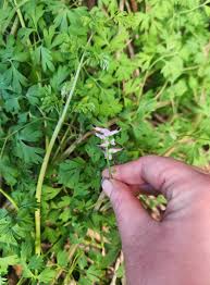 Attēlu rezultāti vaicājumam “Melampsora magnusiana”