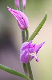 Attēlu rezultāti vaicājumam “Cephalanthera rubra bud”