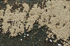 Attēlu rezultāti vaicājumam “Merismodes anomala”