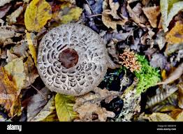 Attēlu rezultāti vaicājumam “Macrolepiota rhacodes var. bohemica”