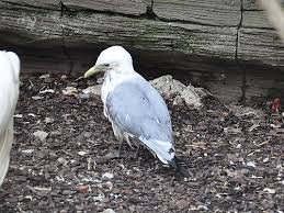 Image result for Rissa tridactyla