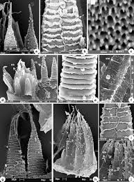 Attēlu rezultāti vaicājumam “Bryum caespiticium sporophyte”