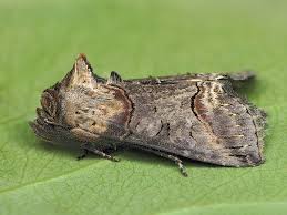 Attēlu rezultāti vaicājumam “Abrostola triplasia”