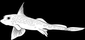 Image result for Hydrolagus colliei