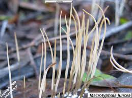 Attēlu rezultāti vaicājumam “Macrotyphula juncea”