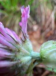 Attēlu rezultāti vaicājumam “Trifolium alpestre flower”