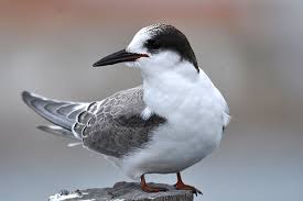 Attēlu rezultāti vaicājumam “Sterna”